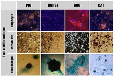 Extracellular Vesicles: New Perspectives of Regenerative and Reproductive Veterinary Medicine